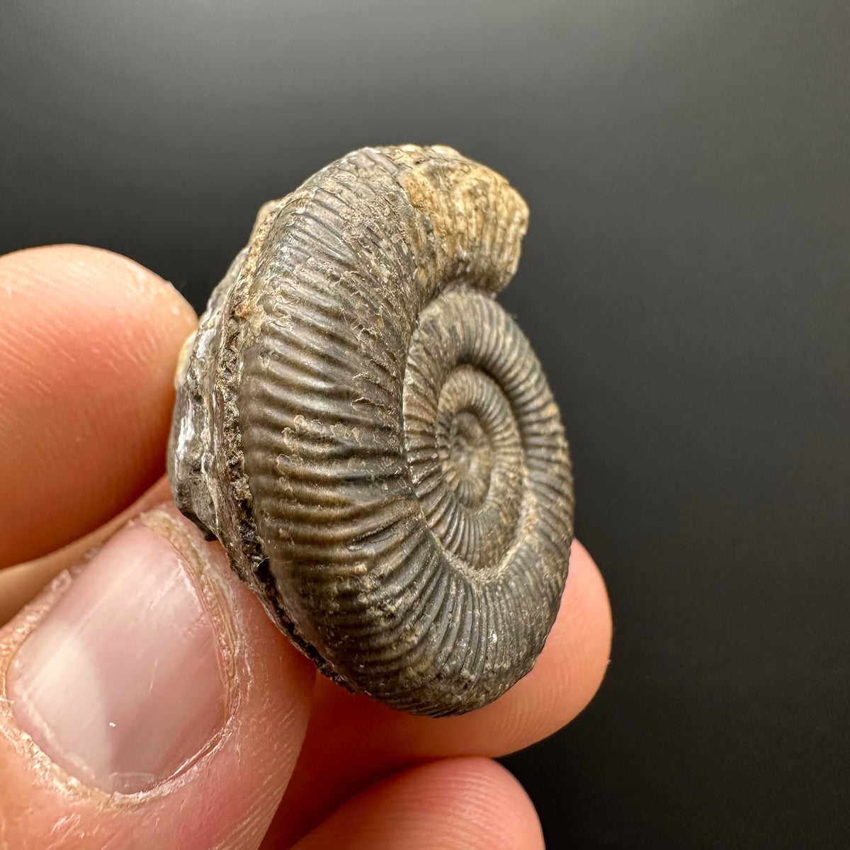 Dactylioceras Ammonite Fossil With box and Stand - Whitby, North Yorkshire Jurassic Coast Yorkshire Fossils