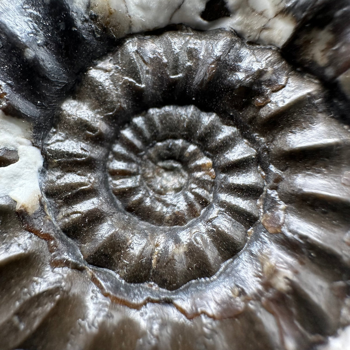Androgynoceras maculatum ammonite fossil with box and stand - Whitby, North Yorkshire Jurassic Coast Yorkshire Fossils