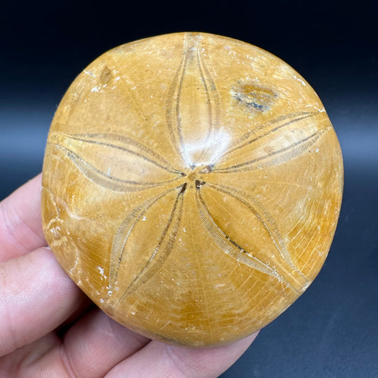Holectypus Sea Urchin Fossil With Box And Stand - Middle Jurassic Madagascar