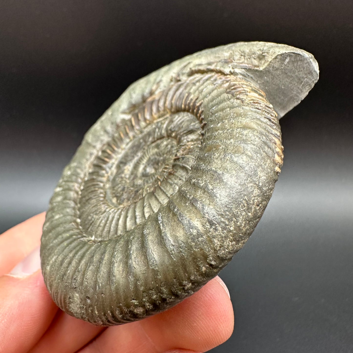 Dactylioceras Ammonite Fossil With Box And Stand - Whitby, North Yorkshire Jurassic Coast Yorkshire Fossils