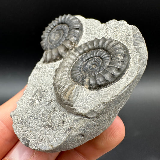 Arnioceras ammonite shell fossil with box and stand - Whitby, North Yorkshire Jurassic Coast Yorkshire Fossils
