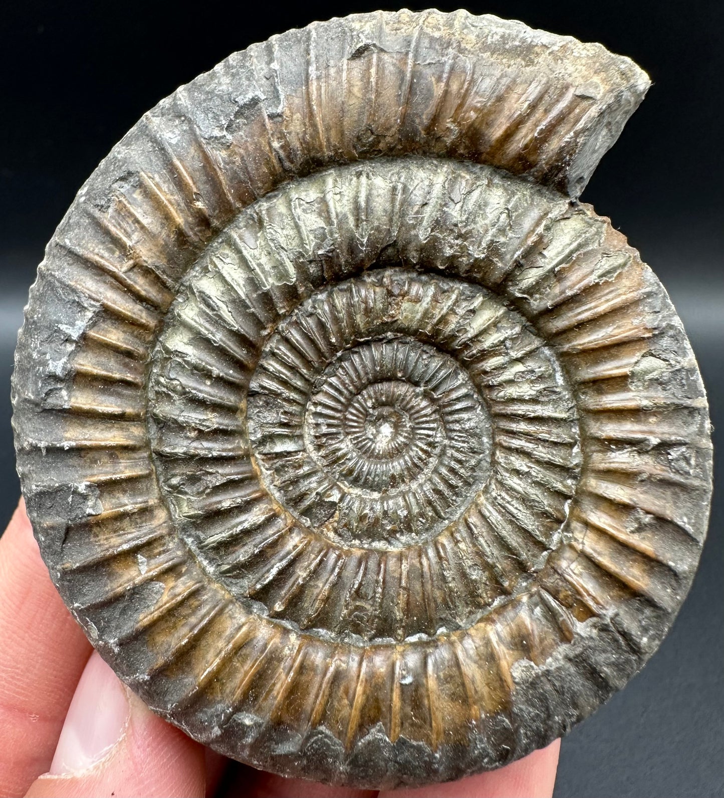 Dactylioceras Ammonite Fossil With Box And Stand - Whitby, North Yorkshire Jurassic Coast Yorkshire Fossils