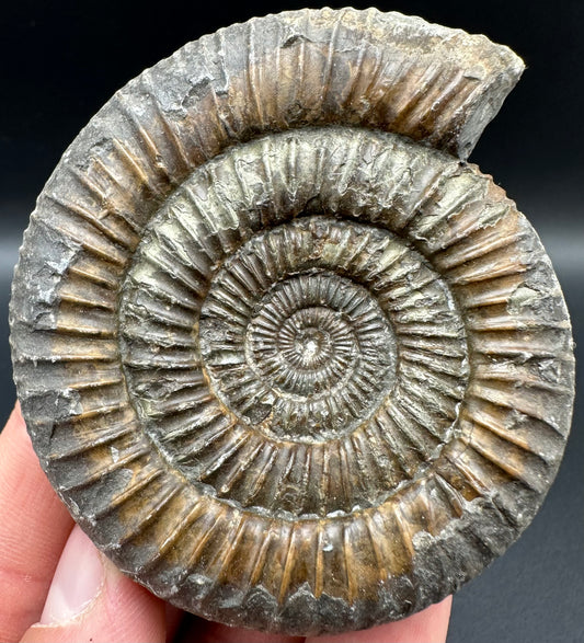 Dactylioceras Ammonite Fossil With Box And Stand - Whitby, North Yorkshire Jurassic Coast Yorkshire Fossils