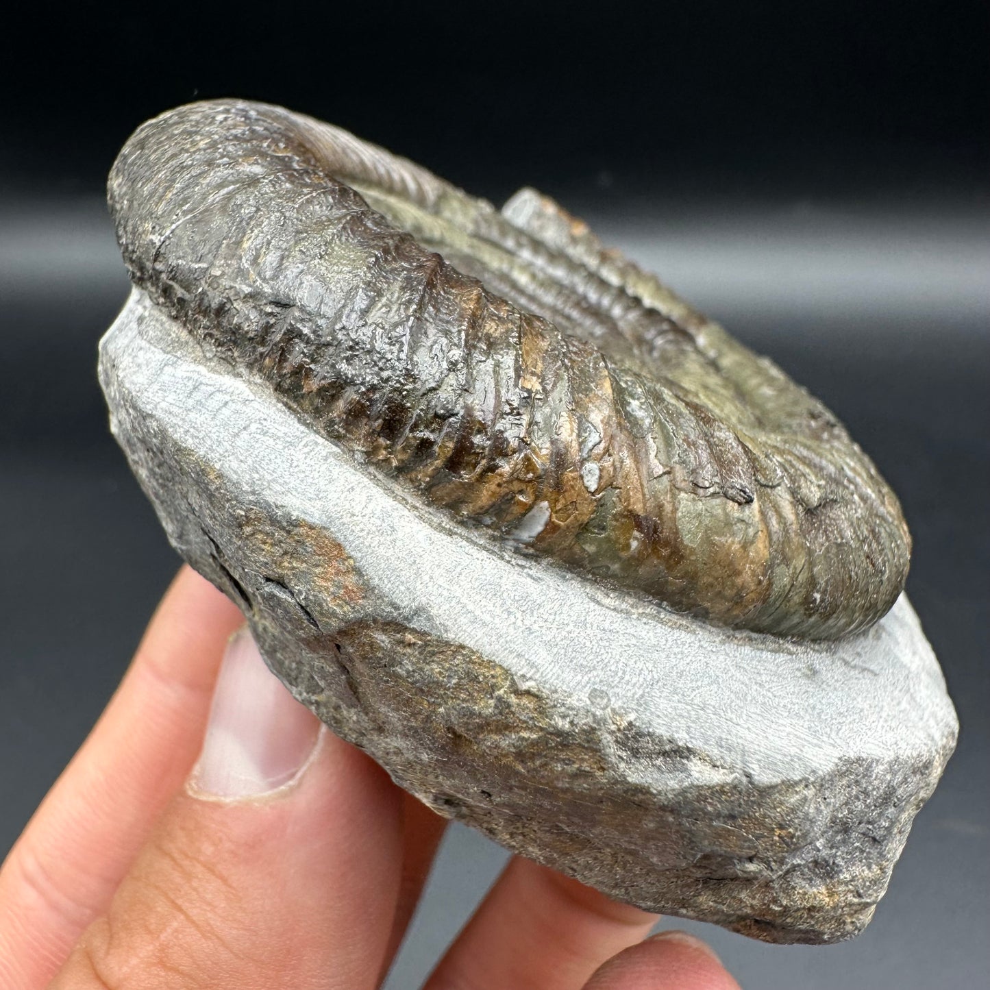 Dactylioceras Ammonite Fossil With Box And Stand - Whitby, North Yorkshire Jurassic Coast Yorkshire Fossils