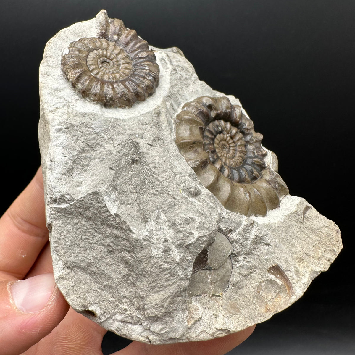 Androgynoceras maculatum ammonite fossil with stand - Whitby, North Yorkshire Jurassic Coast Yorkshire Fossils