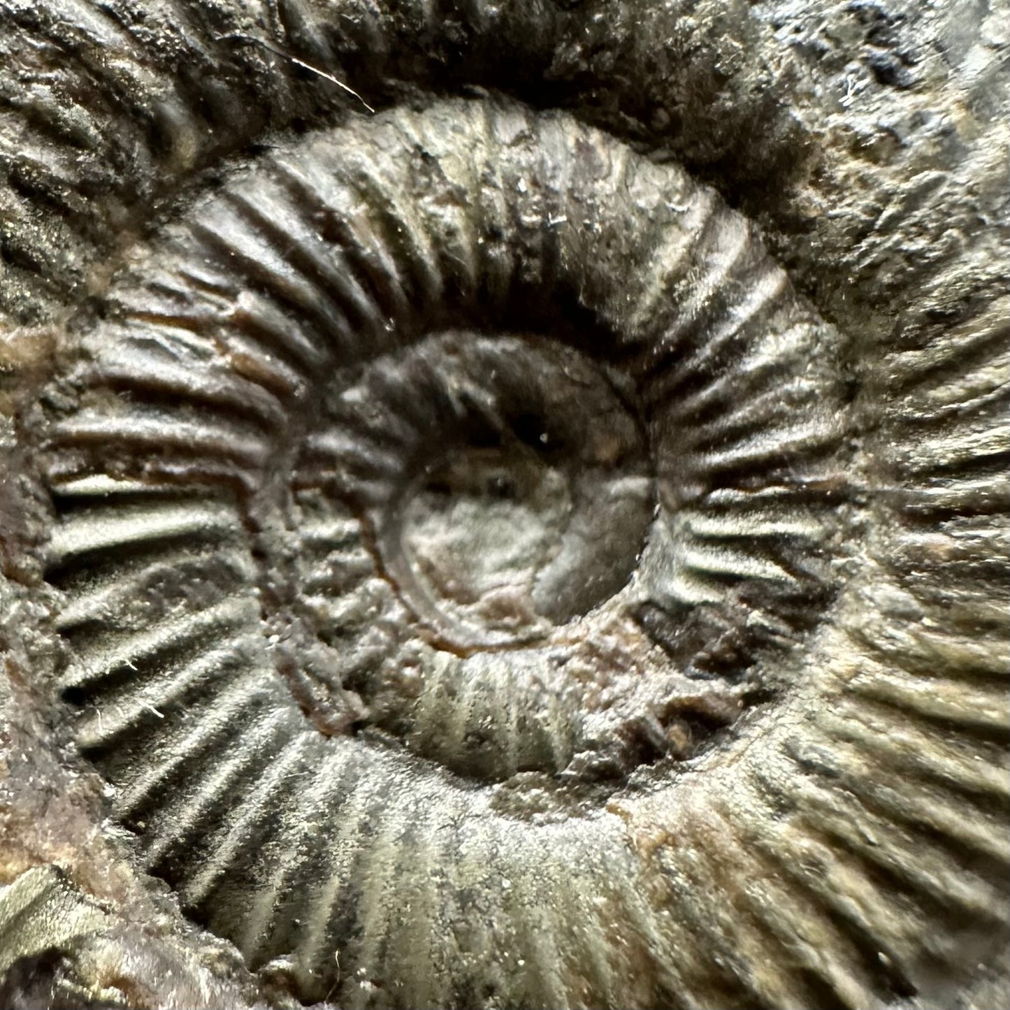 Dactylioceras Ammonite Fossil Gift Set - Whitby, North Yorkshire Jurassic Coast Yorkshire Fossils