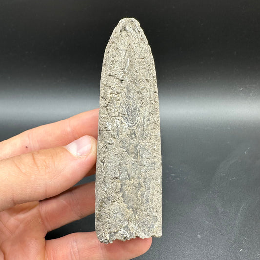 Belemnite (Fossil Squid) shell fossil with box and stand - Whitby, North Yorkshire Jurassic Coast Yorkshire Fossils