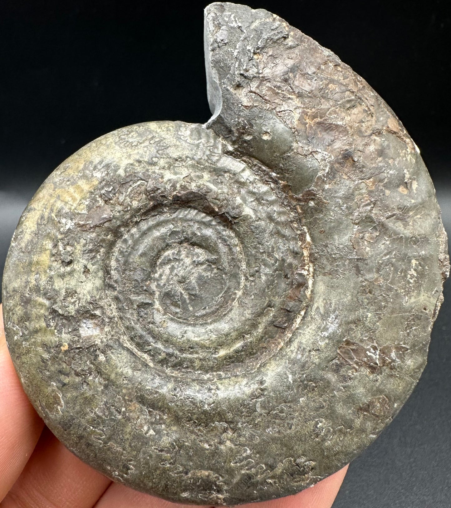 Hildoceras semipolitum Ammonite fossil with box and stand - Whitby, North Yorkshire Jurassic Coast, Yorkshire Fossils from the Jurassic Coast