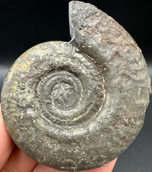 Hildoceras semipolitum Ammonite fossil with box and stand - Whitby, North Yorkshire Jurassic Coast, Yorkshire Fossils from the Jurassic Coast