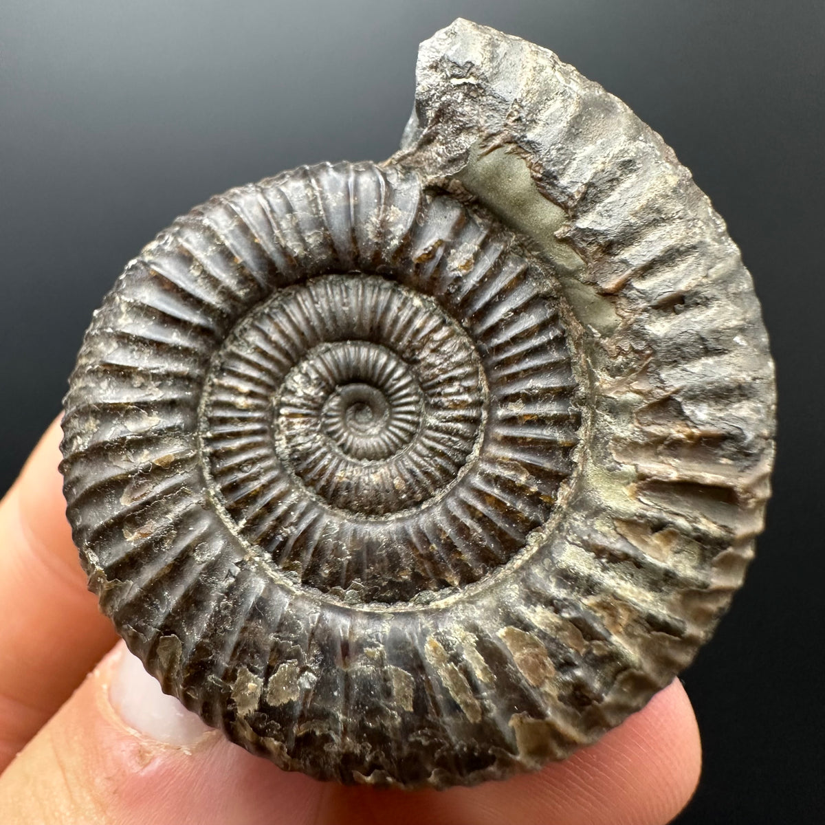 Dactylioceras Ammonite Fossil With box and Stand - Whitby, North Yorkshire Jurassic Coast Yorkshire Fossils