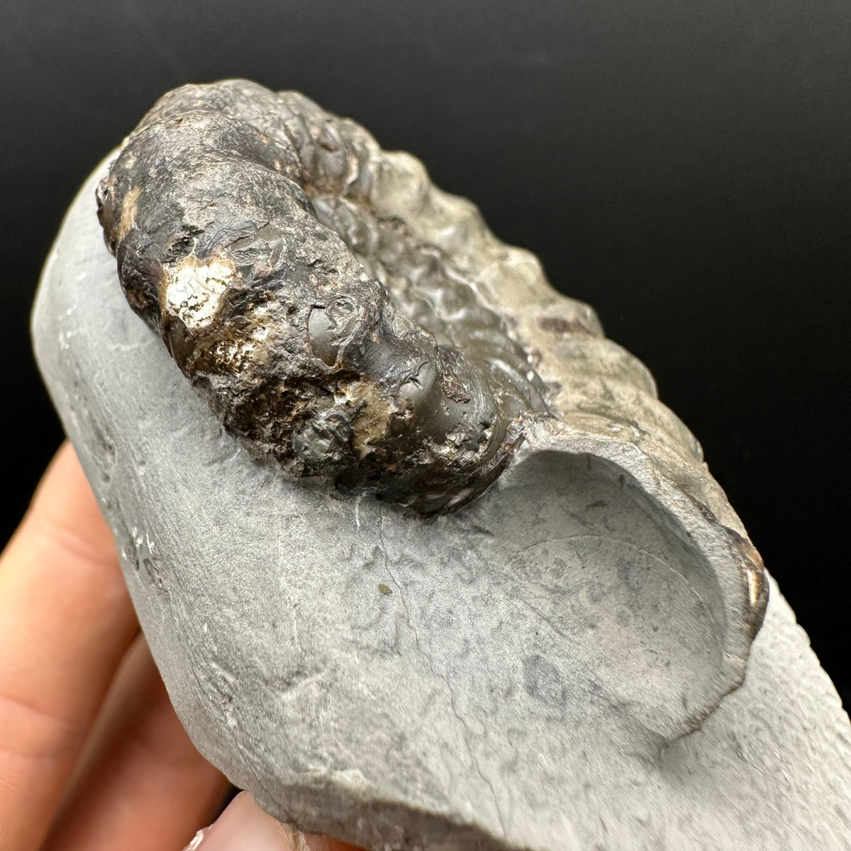Androgynoceras maculatum ammonite fossil with box and stand - Whitby, North Yorkshire Jurassic Coast Yorkshire Fossils