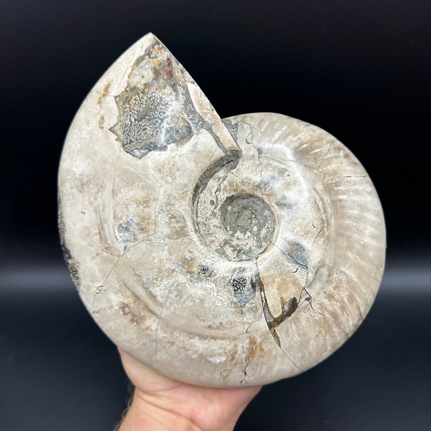 Cleoniceras Ammonite Fossil With Stand - Cretaceous Ammonite Madagascar