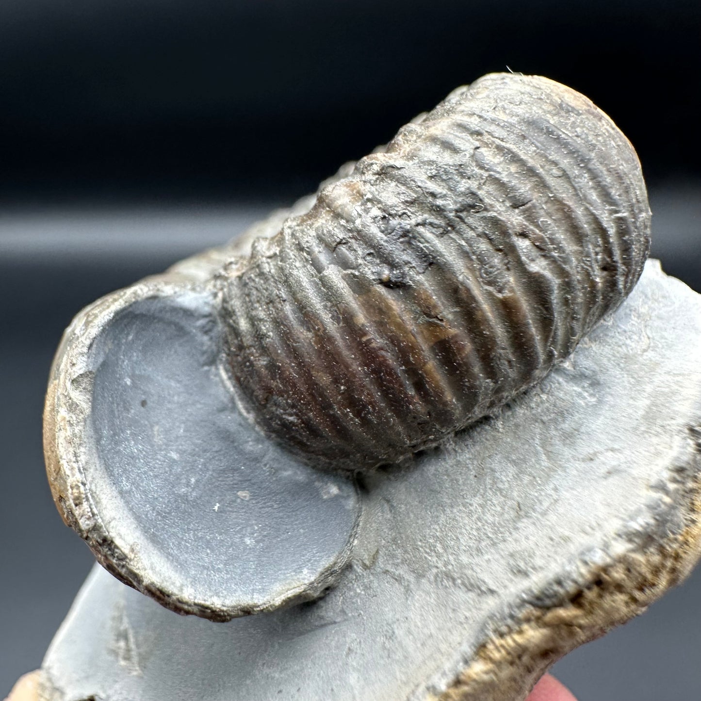 Catacoeloceras Sp. ammonite fossil with box and stand- Whitby, North Yorkshire Jurassic Coast Yorkshire Fossils