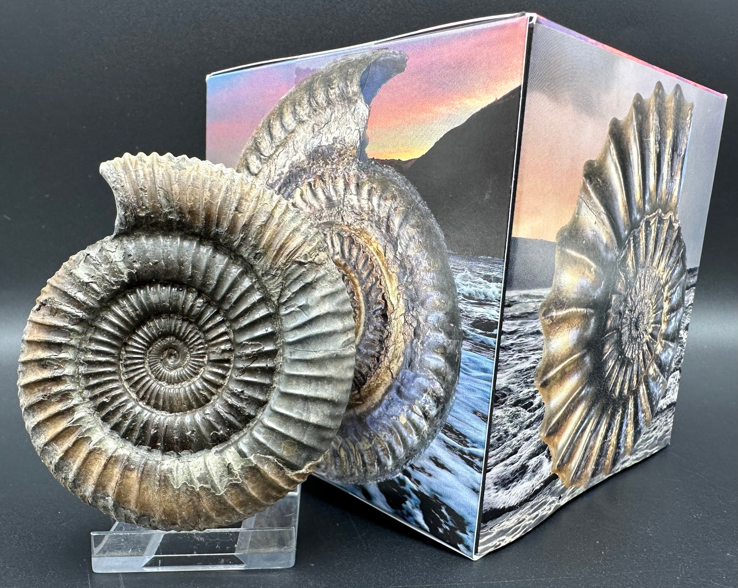 Dactylioceras Ammonite Fossil With Box And Stand - Whitby, North Yorkshire Jurassic Coast Yorkshire Fossils