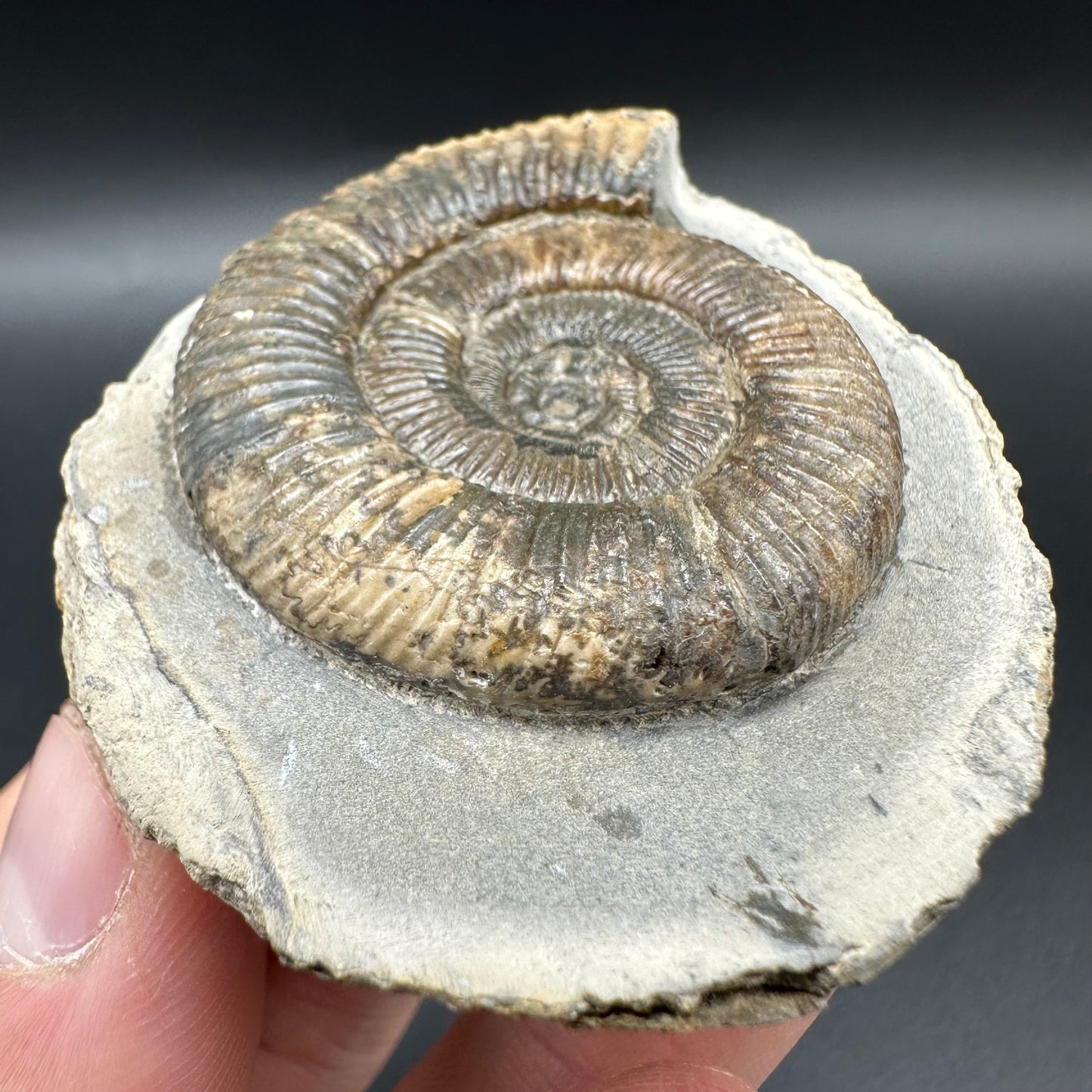 Dactylioceras Ammonite Fossil With Box And Stand - Whitby, North Yorkshire Jurassic Coast Yorkshire Fossils