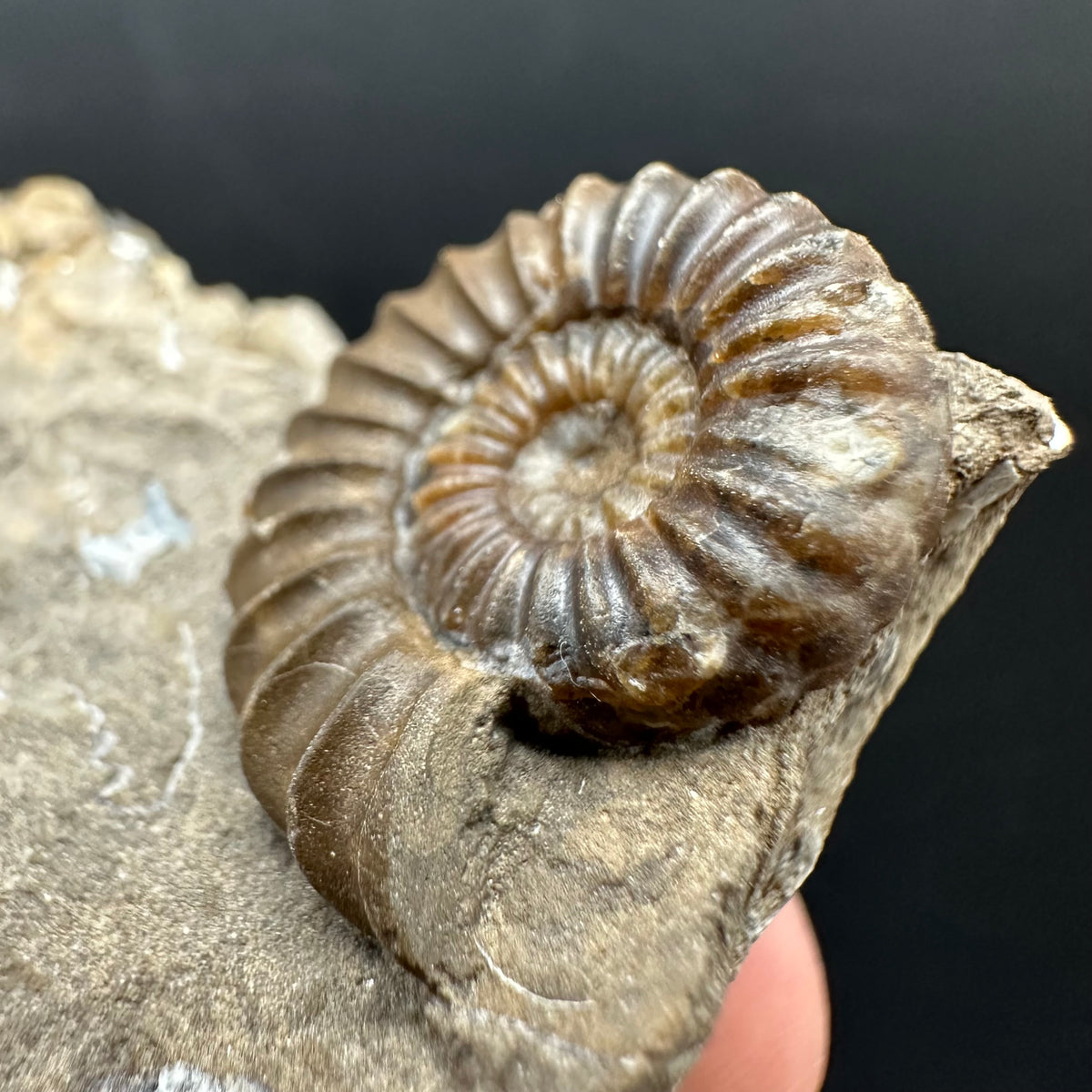 Androgynoceras capricornus Ammonite Fossil With Stand - Whitby, North Yorkshire Jurassic Coast Yorkshire Fossils