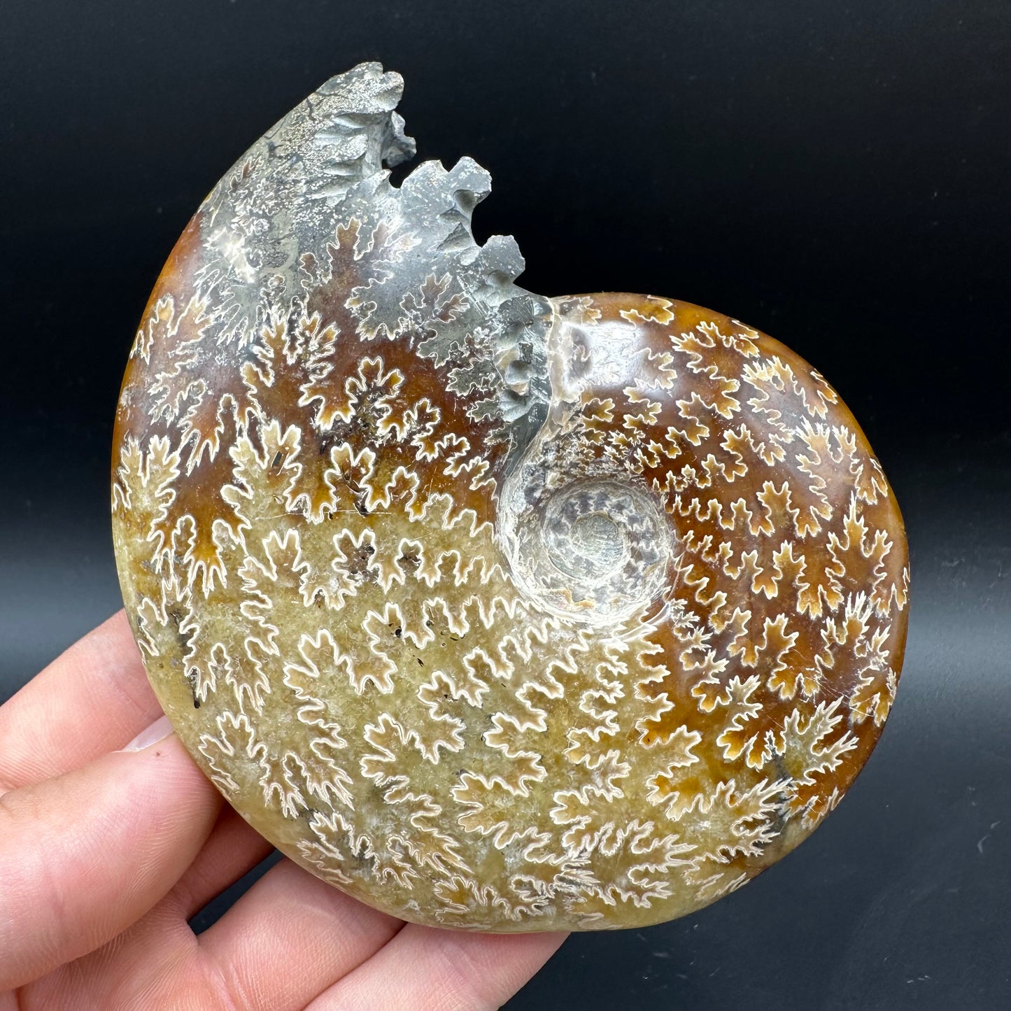 Cleoniceras Ammonite Fossil With Box And Stand - Cretaceous Ammonite Madagascar