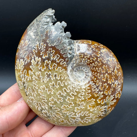 Cleoniceras Ammonite Fossil With Box And Stand - Cretaceous Ammonite Madagascar