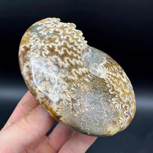 Cleoniceras Ammonite Fossil With Box And Stand - Cretaceous Ammonite Madagascar
