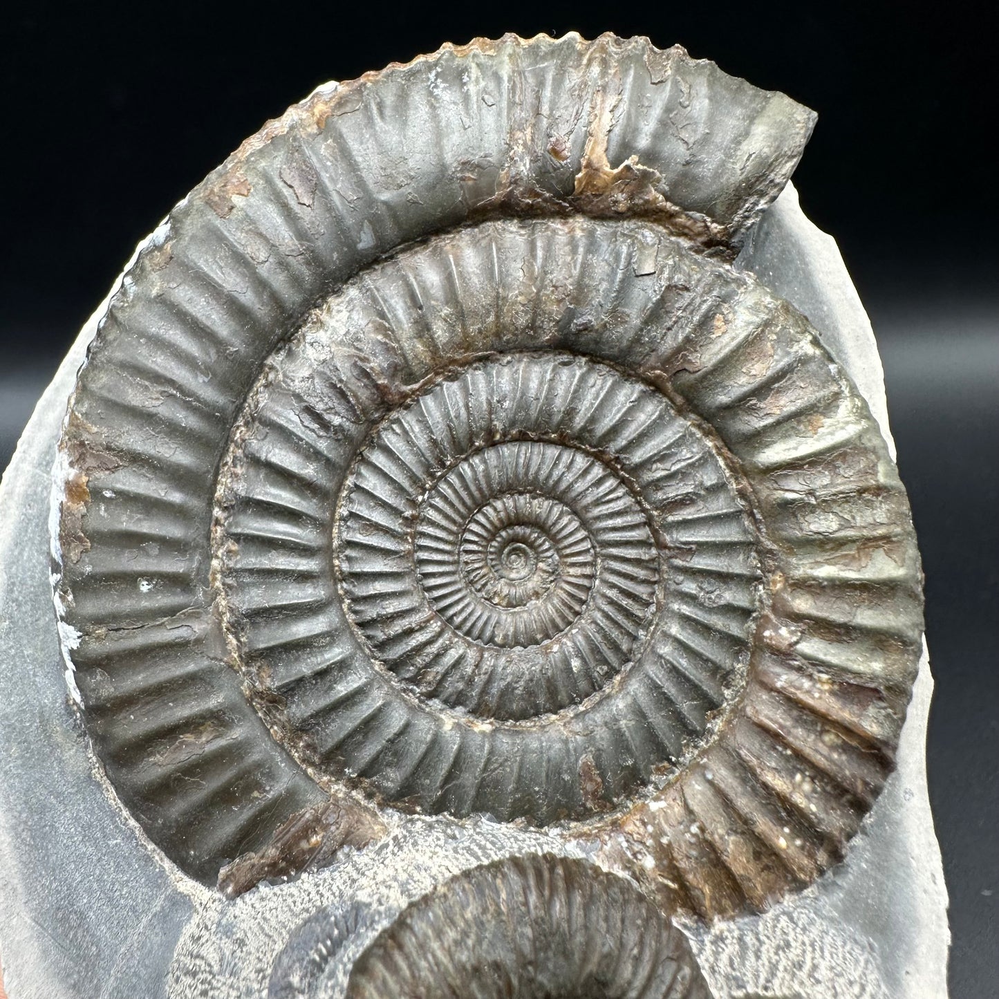 Dactylioceras Multi ammonite fossil with box and stand - Whitby, North Yorkshire Jurassic Coast, Yorkshire Fossils