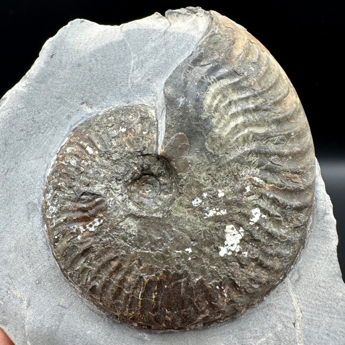 Pseudolioceras lythense Ammonite fossil with box and stand - Whitby, North Yorkshire, Yorkshire Fossils on the Jurassic Coast