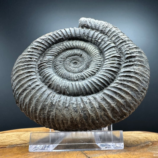 Dactylioceras Ammonite Fossil With box and Stand - Whitby, North Yorkshire Jurassic Coast Yorkshire Fossils