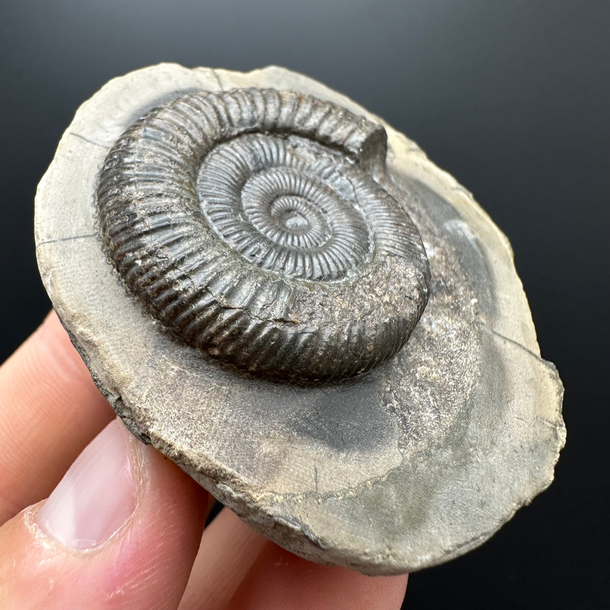 Dactylioceras Ammonite Fossil With box and Stand - Whitby, North Yorkshire Jurassic Coast Yorkshire Fossils