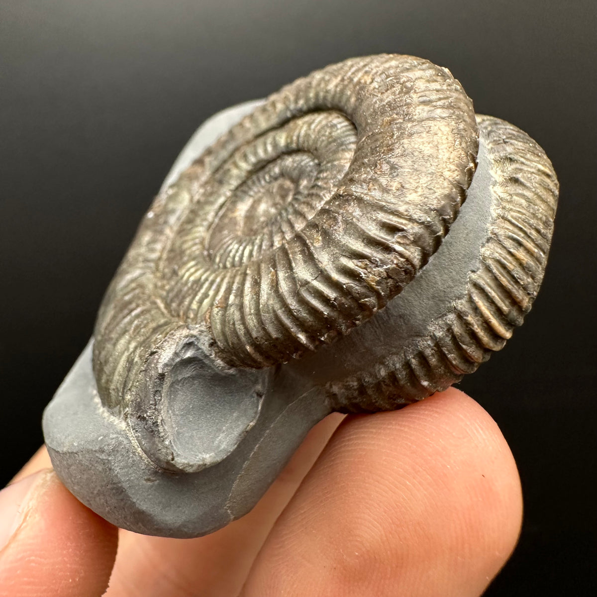 Dactylioceras Ammonite Fossil With Stand - Whitby, North Yorkshire Jurassic Coast Yorkshire Fossils