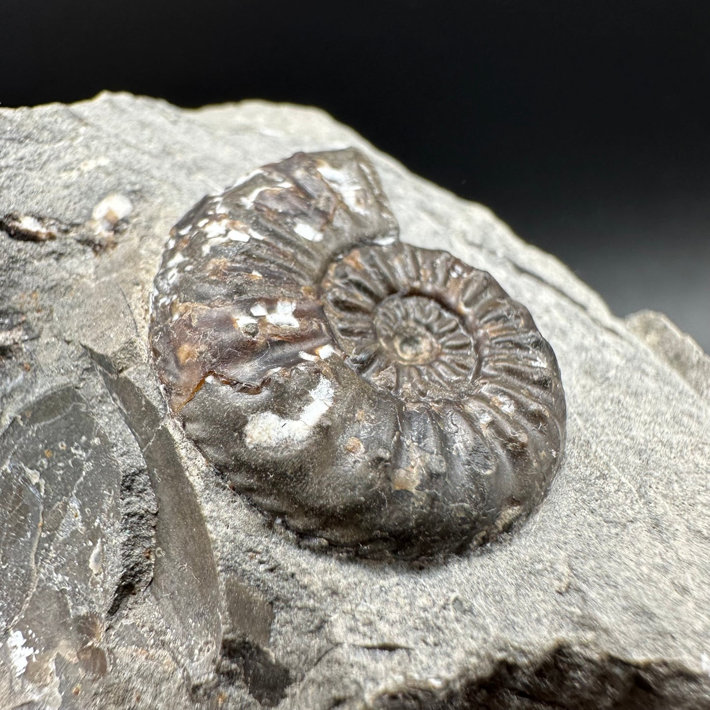 Amaltheus subnodosus Ammonite fossil with box and stand - Whitby, North Yorkshire Jurassic Coast Yorkshire Fossils