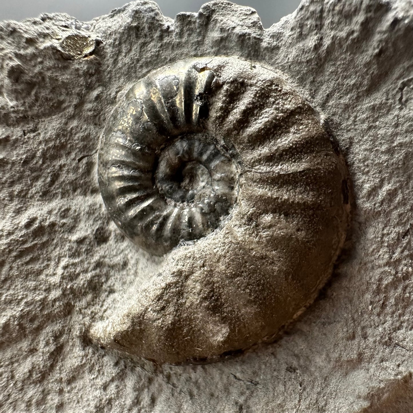 Agassiceras sp. ammonite fossil with box and stand - Whitby, North Yorkshire Jurassic Coast Yorkshire Fossils