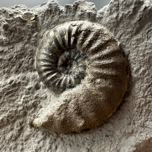 Agassiceras sp. ammonite fossil with box and stand - Whitby, North Yorkshire Jurassic Coast Yorkshire Fossils