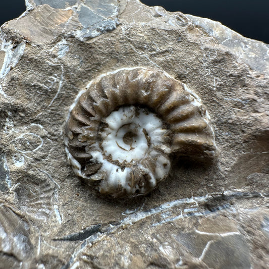 Androgynoceras capricornus Ammonite Fossil With Stand - Whitby, North Yorkshire Jurassic Coast Yorkshire Fossils