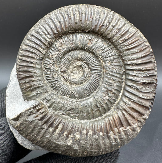 Dactylioceras Ammonite Fossil With Box And Stand - Whitby, North Yorkshire Jurassic Coast Yorkshire Fossils