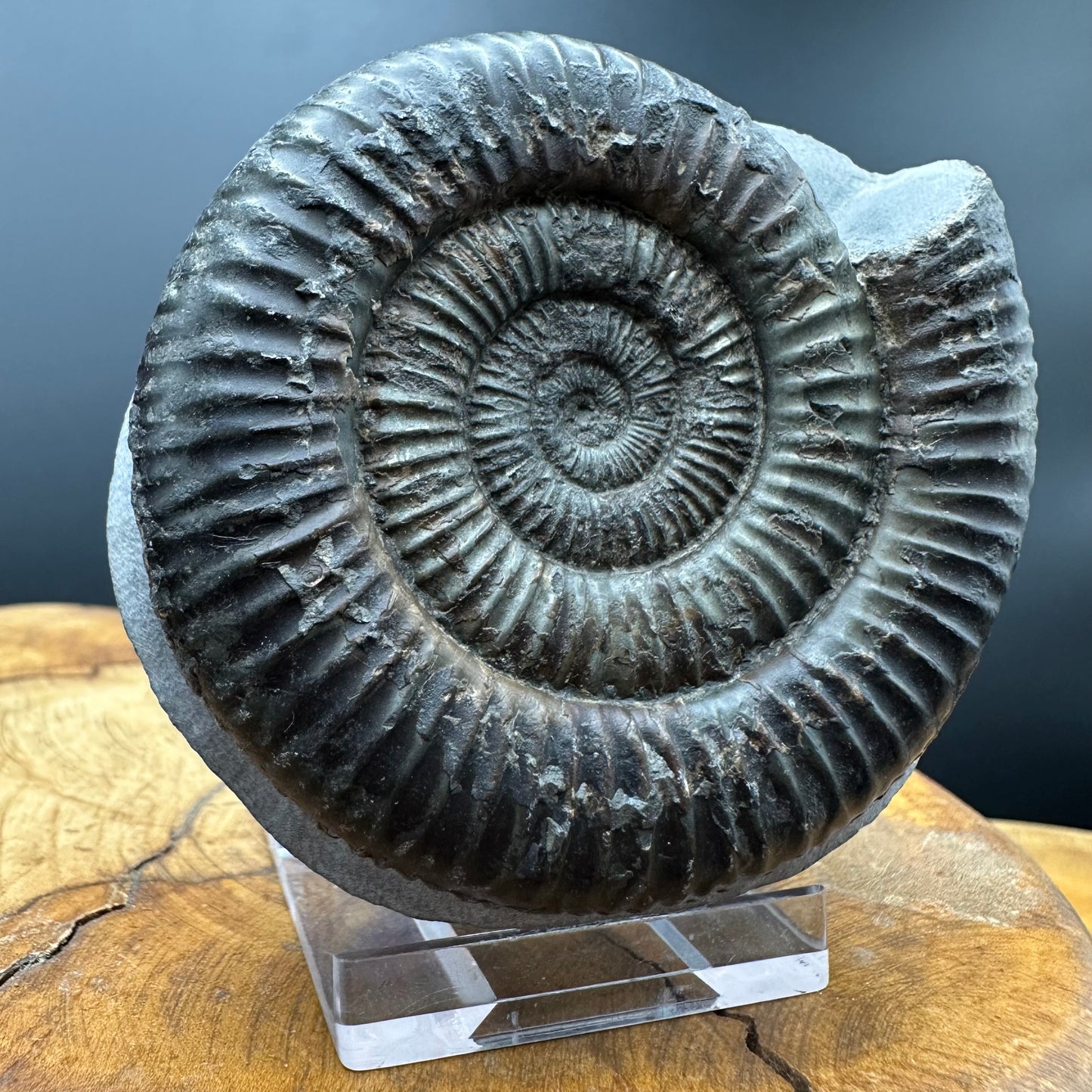 Dactylioceras Ammonite Fossil With box and Stand - Whitby, North Yorkshire Jurassic Coast Yorkshire Fossils
