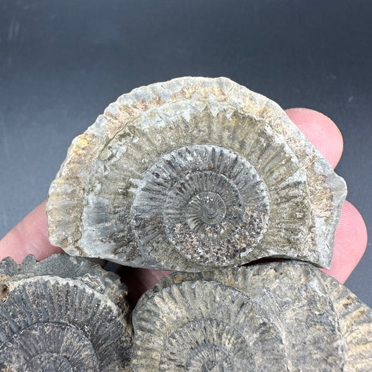 Dactylioceras imprint (negative) bundle ammonite shell fossil with box - Whitby, North Yorkshire, Yorkshire Fossils
