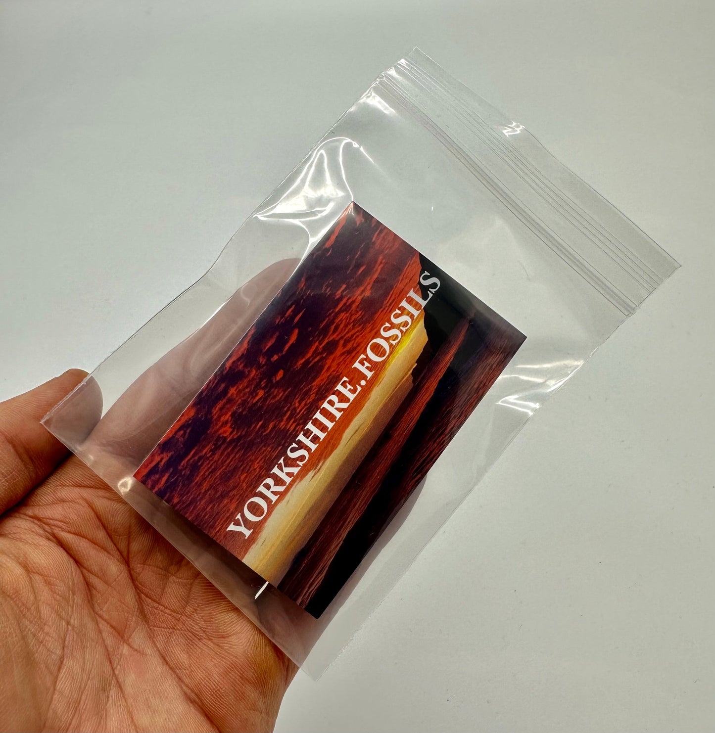 Promicroceras ammonite shell fossil with box and stand - Whitby, North Yorkshire Jurassic Coast Yorkshire Fossils