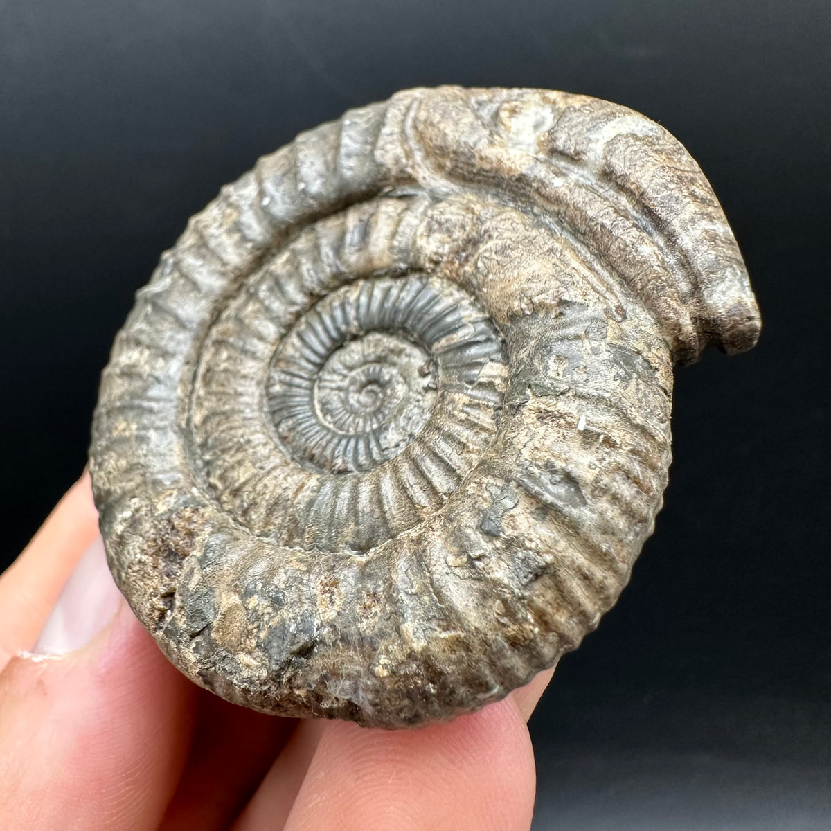Snakestone Ammonite Fossil With Bag/Box And Stand - Whitby, North Yorkshire Jurassic Coast Yorkshire Fossils