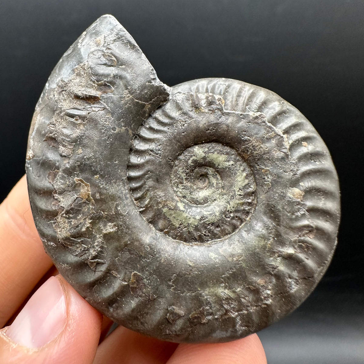 Hildoceras Bifrons Ammonite fossil with stand - Whitby, North Yorkshire Jurassic Coast, Yorkshire Fossils from the Jurassic Coast