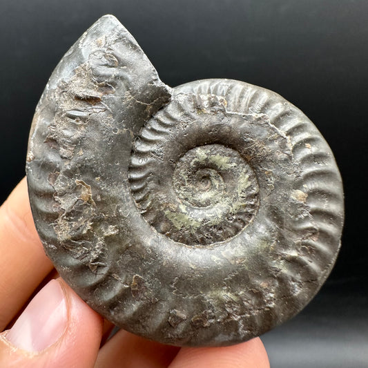 Hildoceras Bifrons Ammonite fossil with stand - Whitby, North Yorkshire Jurassic Coast, Yorkshire Fossils from the Jurassic Coast