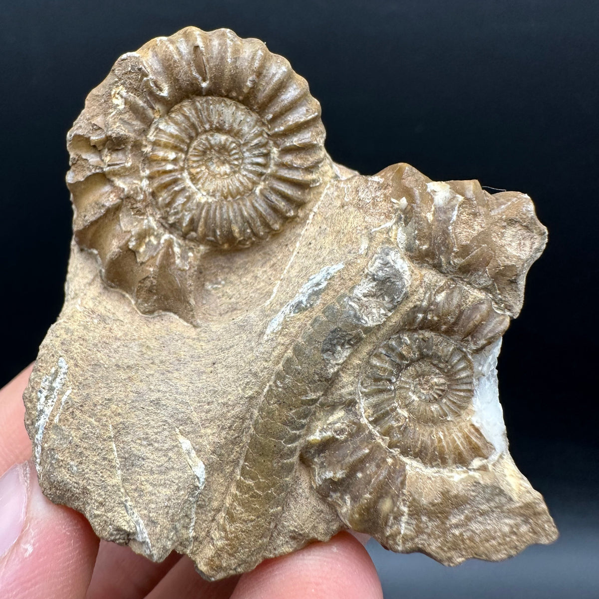Androgynoceras capricornus Ammonite Fossil With Stand - Whitby, North Yorkshire Jurassic Coast Yorkshire Fossils