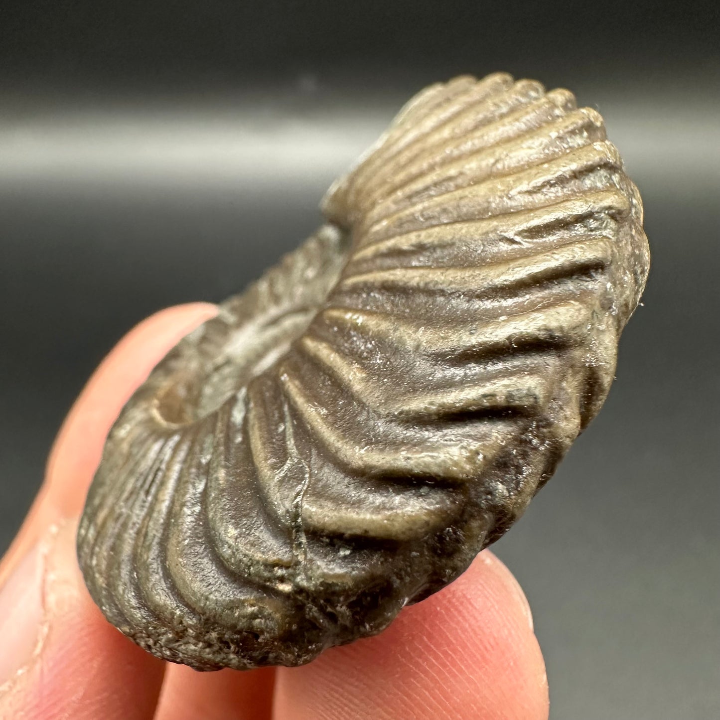 Schlothemia sp. ammonite fossil with box and stand - Whitby, North Yorkshire Jurassic Coast, Yorkshire fossils