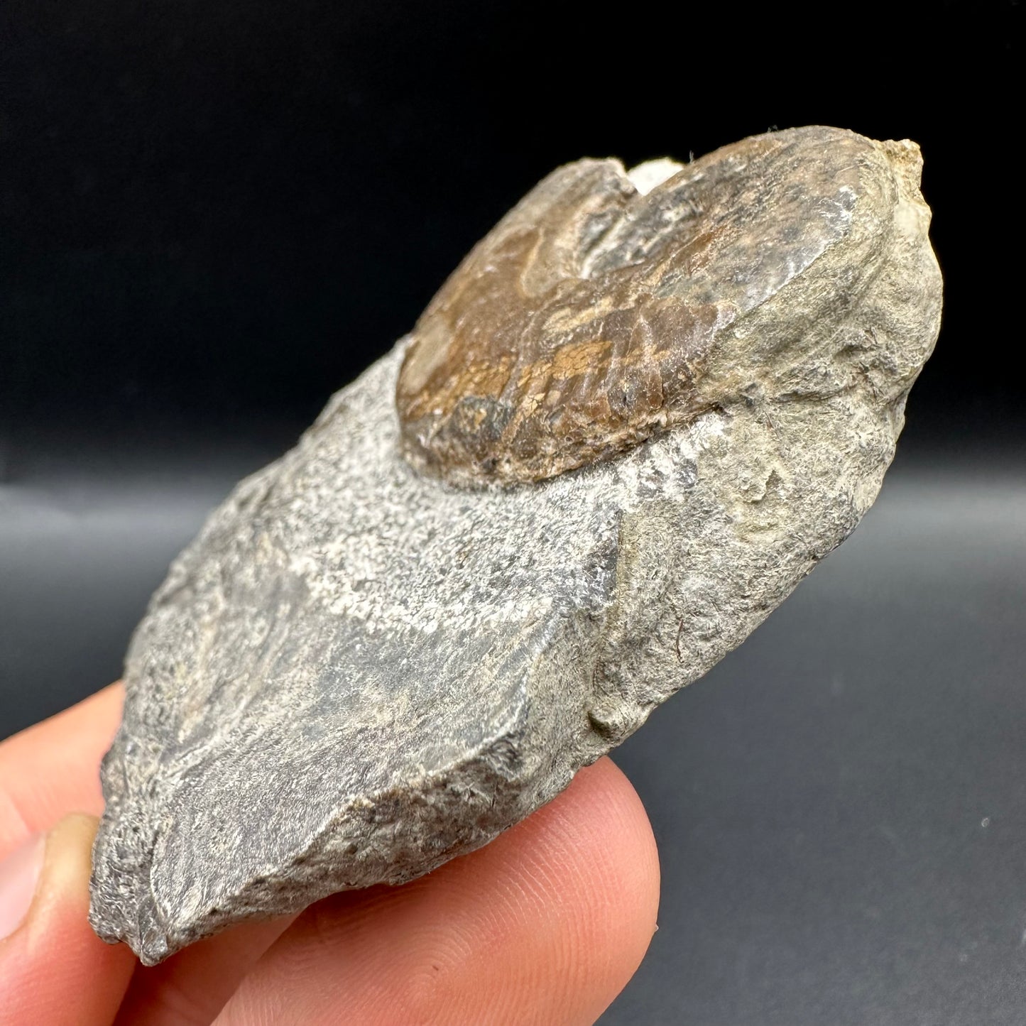 Harpoceras Sp. Ammonite fossil with box and stand - Whitby, North Yorkshire Jurassic Coast Yorkshire Fossils