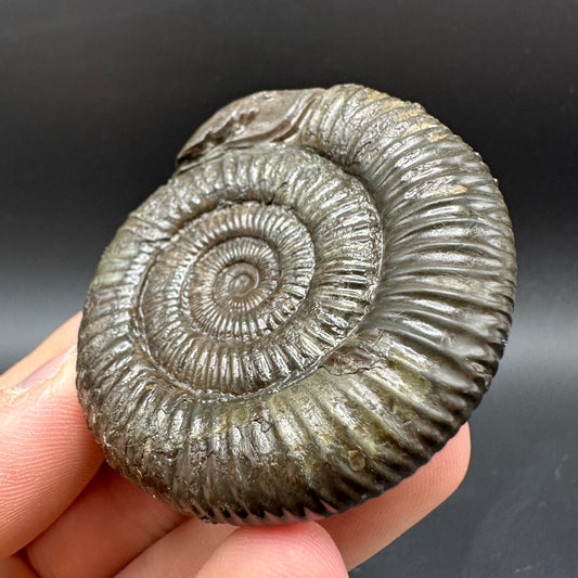 Snakestone Ammonite Fossil With Bag/Box And Stand - Whitby, North Yorkshire Jurassic Coast Yorkshire Fossils
