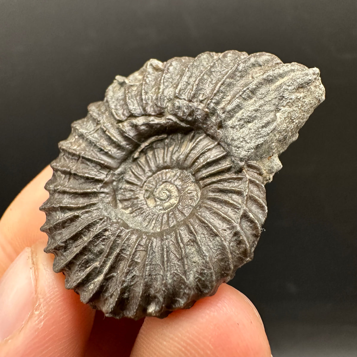 Schlothemia sp. ammonite fossil with box and stand - Whitby, North Yorkshire Jurassic Coast, Yorkshire fossils