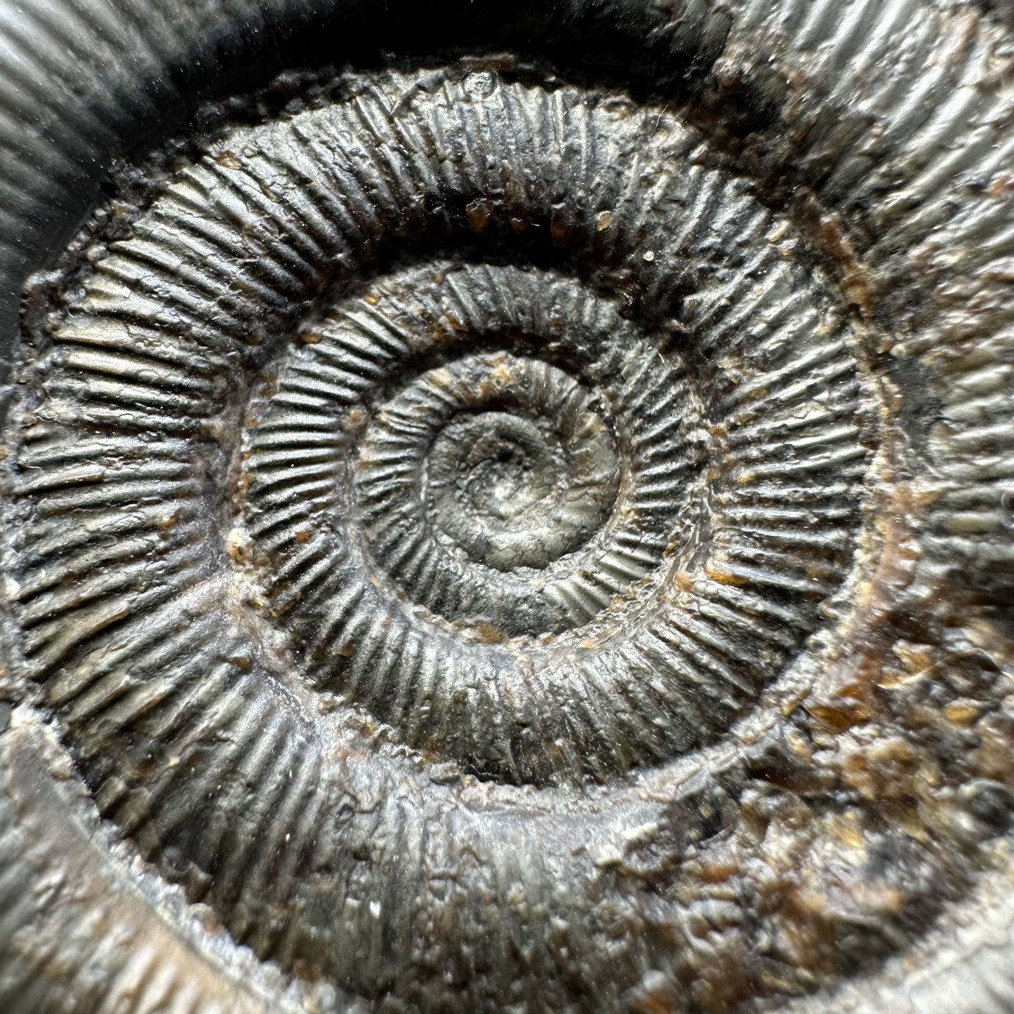 Dactylioceras tenuicostatum ammonite fossil with box and stand - Whitby, North Yorkshire Jurassic Coast