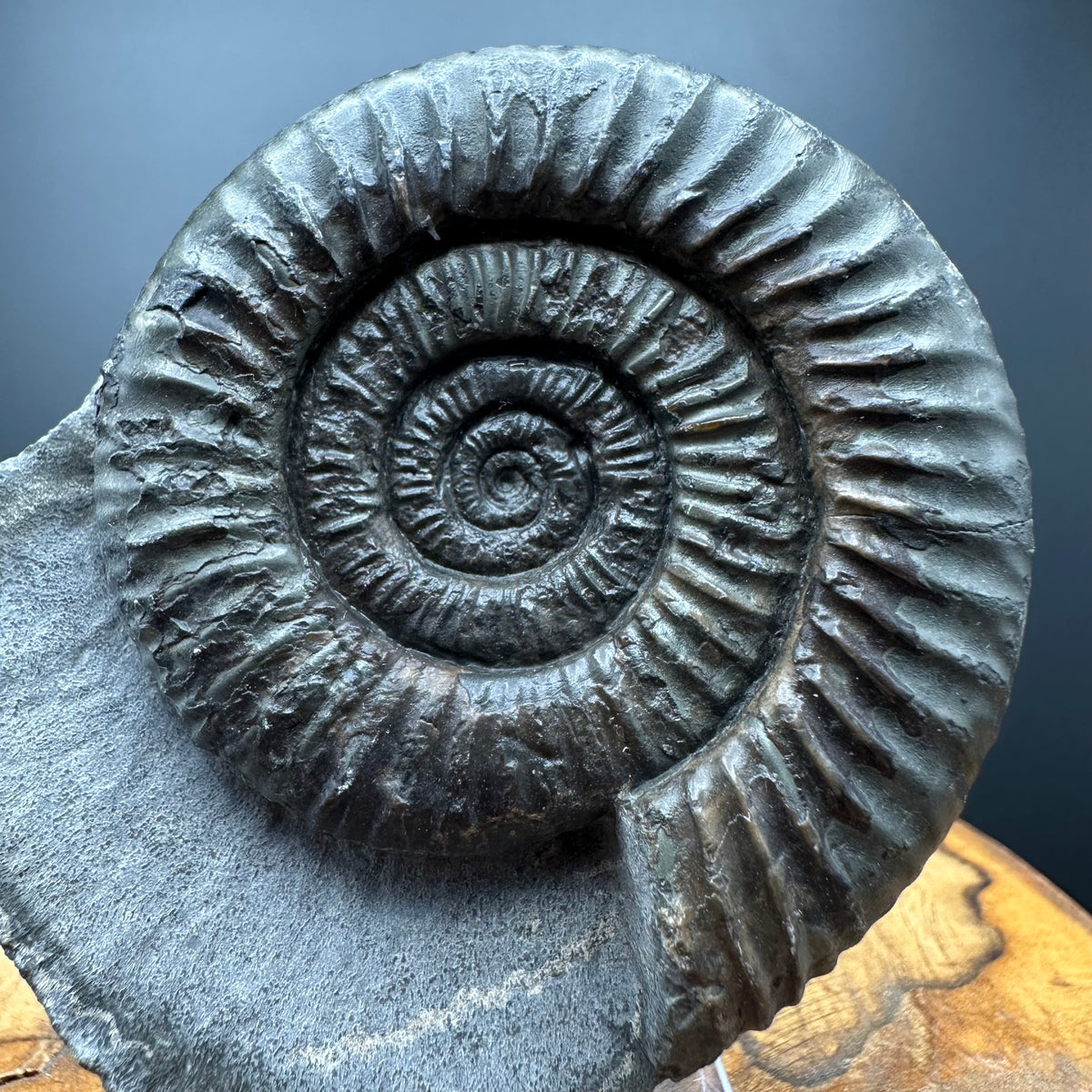 Dactylioceras Ammonite Fossil With box and Stand - Whitby, North Yorkshire Jurassic Coast Yorkshire Fossils