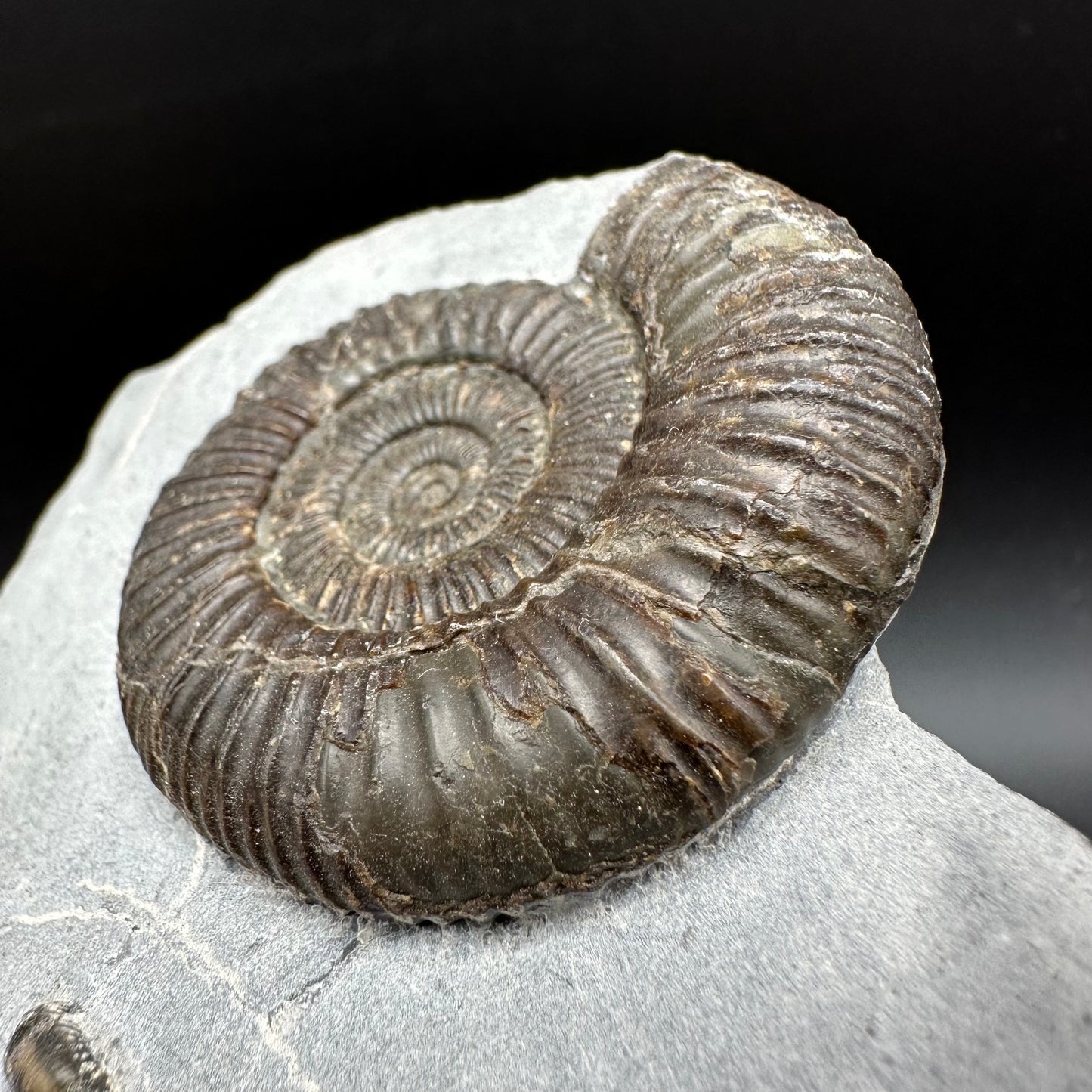 Dactylioceras Ammonite Fossil With Box And Stand - Whitby, North Yorkshire Jurassic Coast Yorkshire Fossils