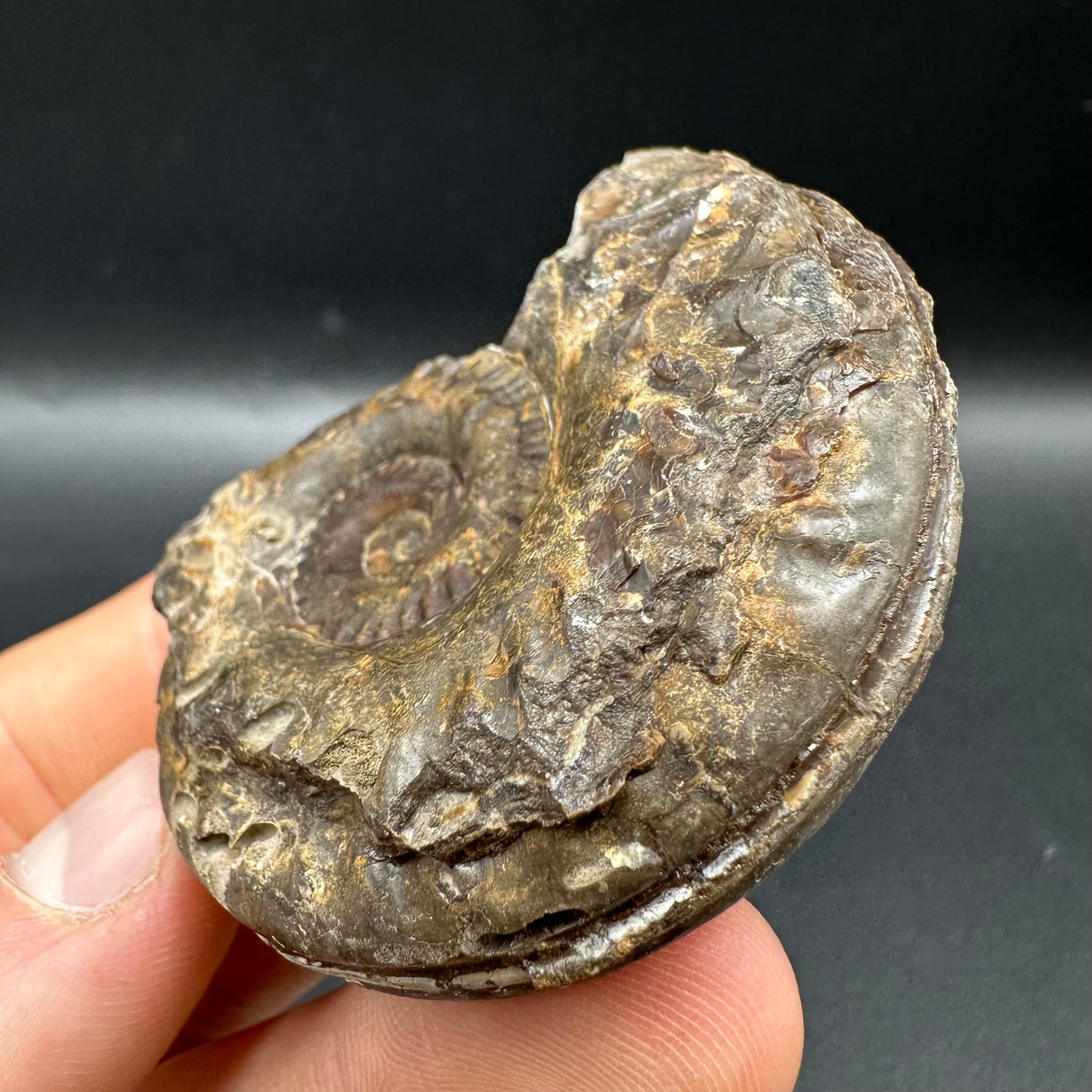 Hildoceras lusitanicum Ammonite fossil with box and stand - Whitby, North Yorkshire, Jurassic Coast, Yorkshire Fossils from the Jurassic Coast