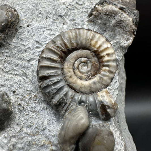 Arnioceras ammonite shell fossil with stand - Whitby, North Yorkshire Jurassic Coast Yorkshire Fossils