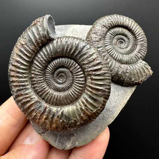 Dactylioceras Ammonite Fossil With Stand - Whitby, North Yorkshire Jurassic Coast Yorkshire Fossils